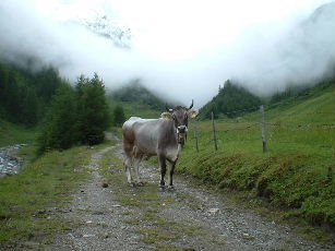 AlpCow