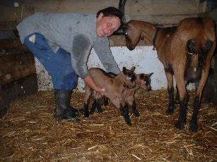 NewBornGoats